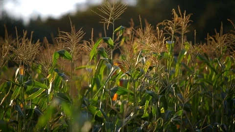 Corn crop in a cultivated field. Stock Footage 88370512