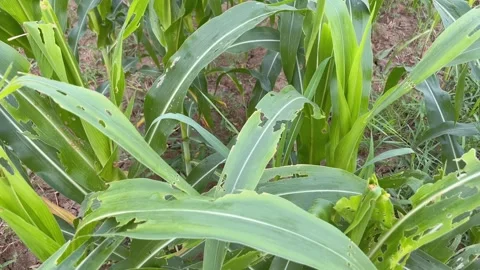 Corn Crop Damaged by Caterpillars and Eggs | Pest Infestation in Maize Field Stock Footage 315084533