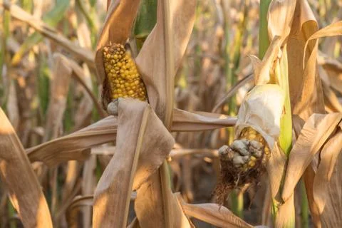 Corn Crop Destroyed By Drought Stock Photos