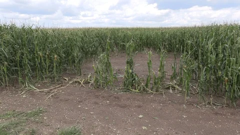 Corn crop destroyed by hail in severe thunderstorm over farm field Stock Footage 92933763