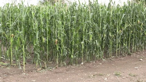 Corn crop destroyed by hail in severe thunderstorm over farm field Stock Footage 92933849