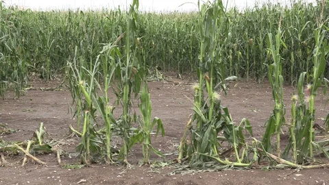 Corn crop destroyed by hail in severe thunderstorm over farm field Stock Footage 92933919