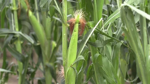 Corn crop destroyed by hail in severe thunderstorm over farm field Stock Footage 92933941