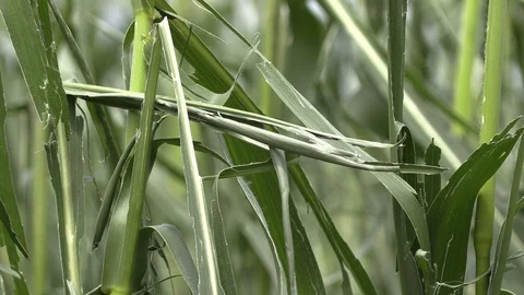 Corn crop destroyed by hail in severe thunderstorm over farm field Stock Footage 92934023