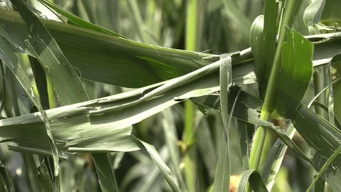Corn crop destroyed by hail in severe thunderstorm over farm field Stock Footage 92934050