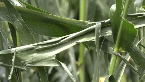 Corn crop destroyed by hail in severe thunderstorm over farm field Stock Footage 92934062