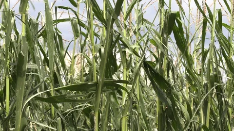 Corn crop destroyed by hail in severe thunderstorm over farm field Stock Footage 92934149