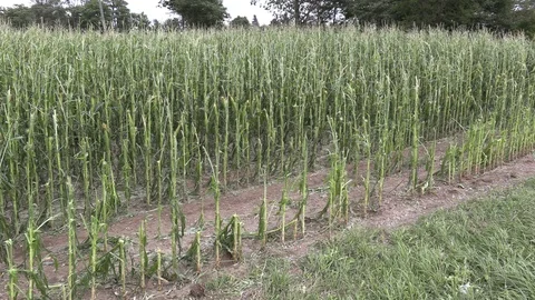 Corn crop destroyed by hail in severe thunderstorm over farm field Stock Footage 92934254