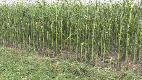 Corn crop destroyed by hail in severe thunderstorm over farm field Stock Footage 92934458
