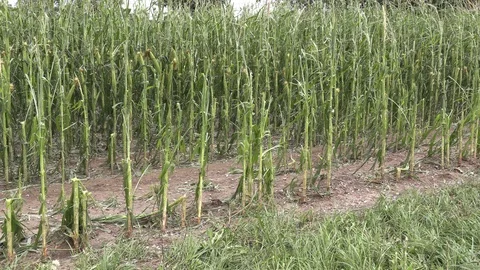 Corn crop destroyed by hail in severe thunderstorm over farm field Stock Footage 92934469