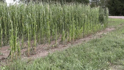 Corn crop destroyed by hail in severe thunderstorm over farm field Stock Footage 92934545