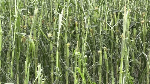 Corn crop destroyed by hail in severe thunderstorm over farm field Stock Footage 92934699