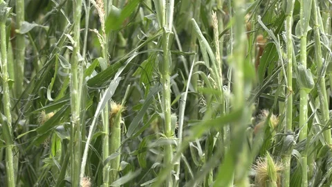 Corn crop destroyed by hail in severe thunderstorm over farm field Stock Footage 92934743