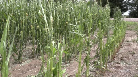 Corn crop destroyed by hail in severe thunderstorm over farm field Stock Footage 92934808