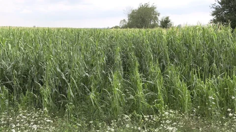 Corn crop destroyed by hail in severe thunderstorm over farm field Stock Footage 92935393