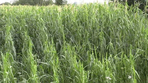 Corn crop destroyed by hail in severe thunderstorm over farm field Stock Footage 92935557