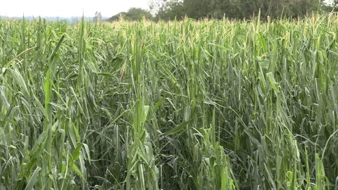 Corn crop destroyed by hail in severe thunderstorm over farm field Video stock 92935664
