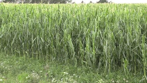 Corn crop destroyed by hail in severe thunderstorm over farm field Stock Footage 92935692