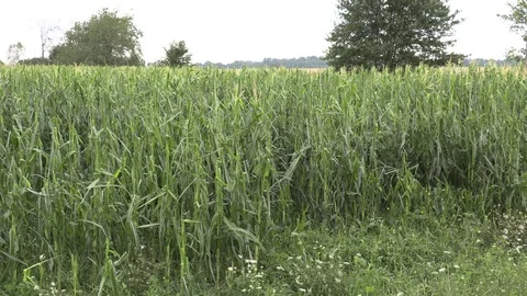 Corn crop destroyed by hail in severe thunderstorm over farm field Stock Footage 92935750