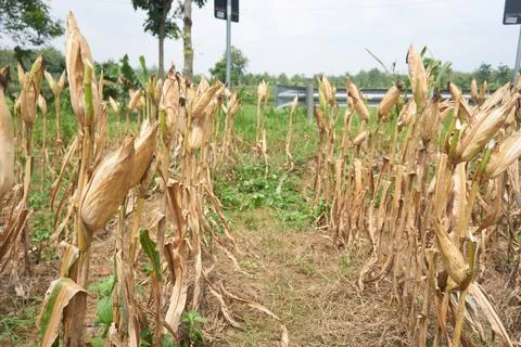Corn crop drying in paddy field Stock Photos