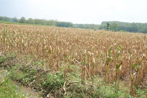 Corn crop drying in paddy field Stock Photos
