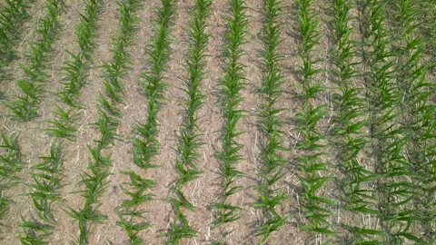 Corn crop in the early summer on a Iowa farm Stock Footage 300878049