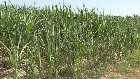 Corn crop in farm field damaged by severe drought in heatwave Stock Footage 92732105