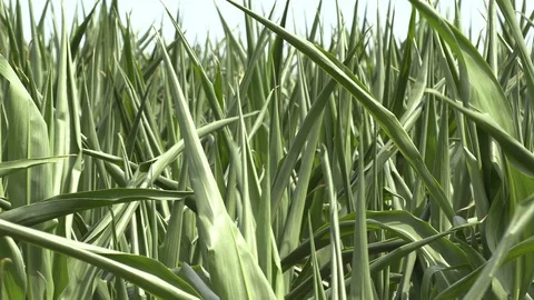 Corn crop in farm field damaged by severe drought in heatwave Stock Footage 92732280