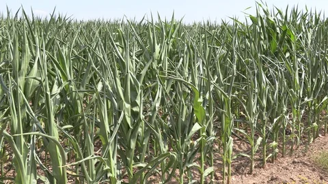 Corn crop in farm field damaged by severe drought in heatwave Stock Footage 92732484