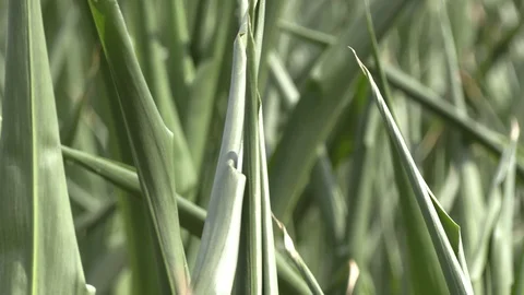 Corn crop in farm field damaged by severe drought in heatwave Stock Footage 92732641