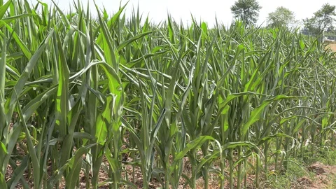 Corn crop in farm field damaged by severe drought in heatwave Stock Footage 92733599