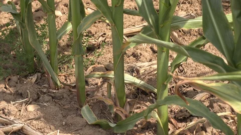 Corn crop in farm field damaged by severe drought in heatwave Stock Footage 92733847