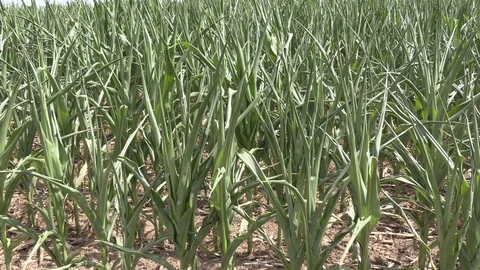 Corn crop in farm field damaged by severe drought in heatwave Stock Footage 92734607