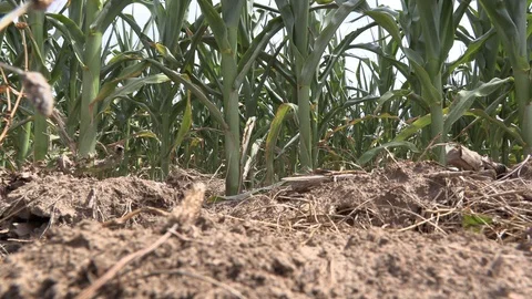 Corn crop in farm field damaged by severe drought in heatwave Stock Footage 92734849