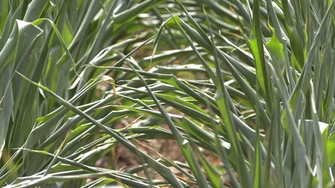 Corn crop in farm field damaged by severe drought in heatwave Stock Footage 92735728