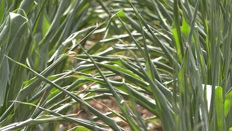 Corn crop in farm field damaged by severe drought in heatwave Stock Footage 92735800