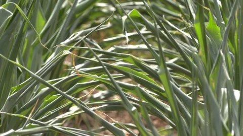 Corn crop in farm field damaged by severe drought in heatwave Stock Footage 92735843
