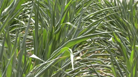 Corn crop in farm field damaged by severe drought in heatwave Stock Footage 92736002