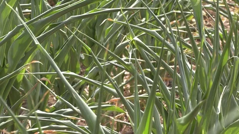 Corn crop in farm field damaged by severe drought in heatwave Stock Footage 92736096