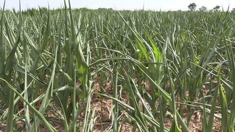 Corn crop in farm field damaged by severe drought in heatwave Stock Footage 92736807