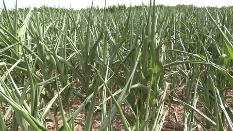 Corn crop in farm field damaged by severe drought in heatwave Stock Footage 92736882