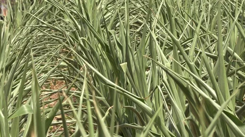 Corn crop in farm field damaged by severe drought in heatwave Stock Footage 92736974