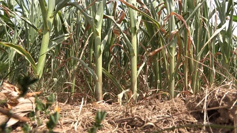 Corn crop in farm field damaged by severe drought in heatwave Stock Footage 92737129