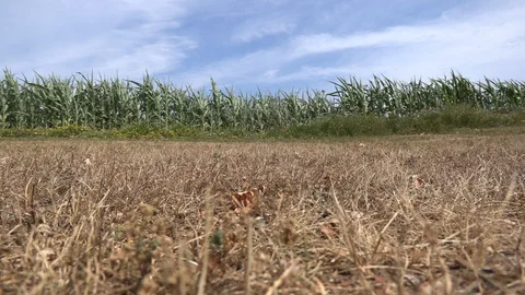 Corn crop in farm field damaged by severe drought in heatwave 库存影片 92738005