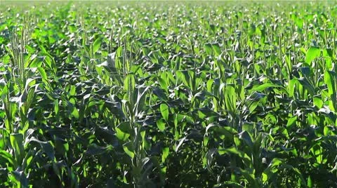 Corn crop on a farm 스톡 동영상 10735311