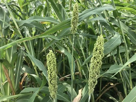 Corn crop farm Stock Photos