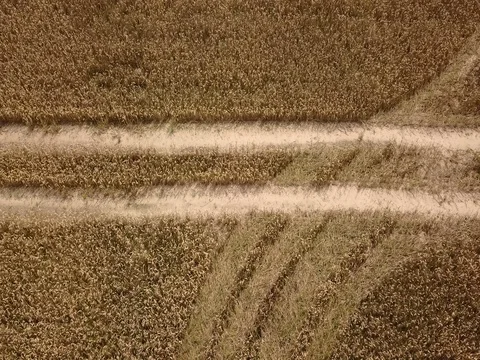 Corn crop field aerial view Stock Footage 84861649