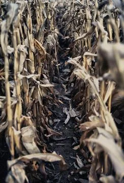 Corn Crop Field Captured with Advanced HDR Techniques Stock Photos