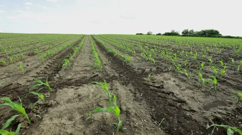 Corn crop in field Stock Footage 59940031