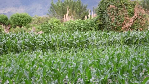 Corn Crop Field, Lush Corn Crops Growing, Vast Corn Plantation Stock Footage 300897152